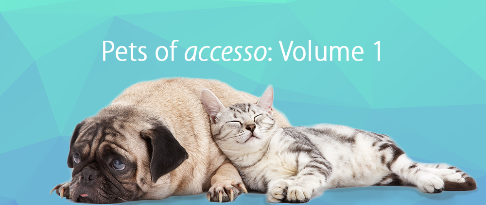 Pets of accesso V1