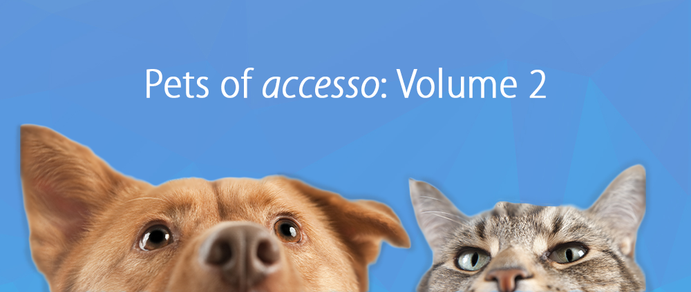 Pets of accesso V2 Header