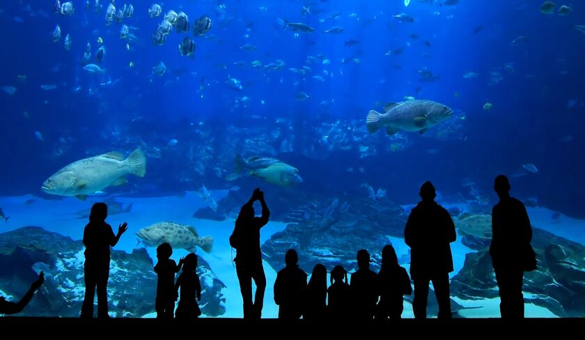 Ticketing & POS for Zoos & Aquariums | accesso Technology Group