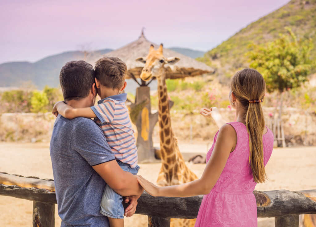 Happy Mother, Father And Son Watching And Feeding Giraffe In Zoo
