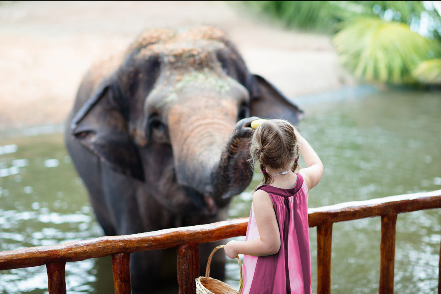 Child feeding Asian elephants in tropical safari park during summer vacation in Singapore. Kids watch animals. Little girl giving fruit to wild animal.