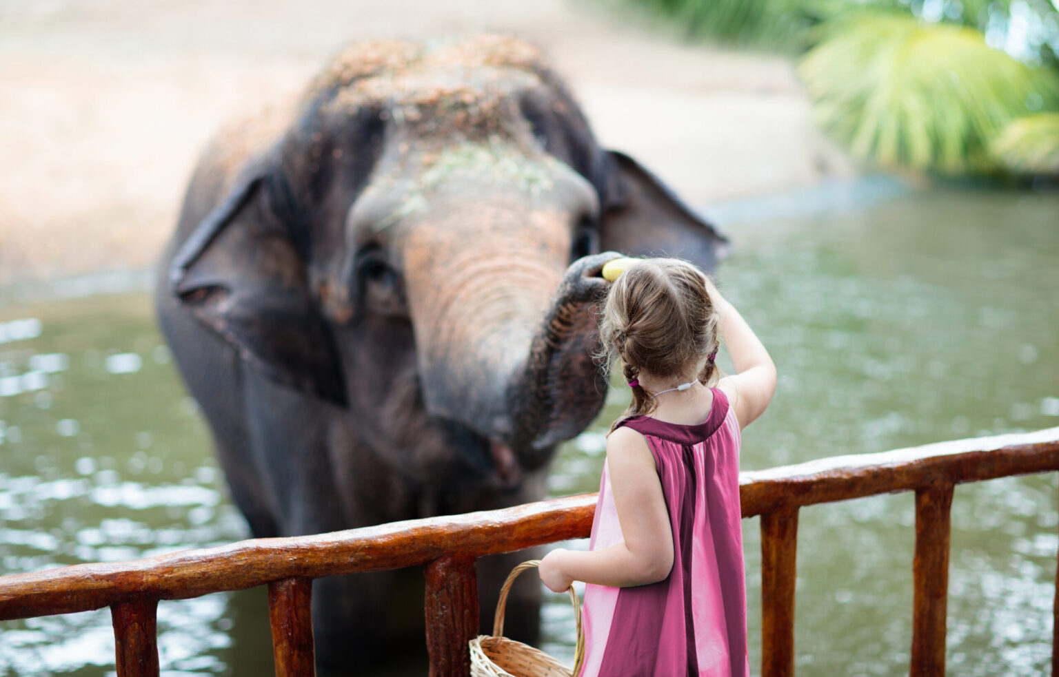 Child feeding Asian elephants in tropical safari park during summer vacation in Singapore. Kids watch animals. Little girl giving fruit to wild animal.