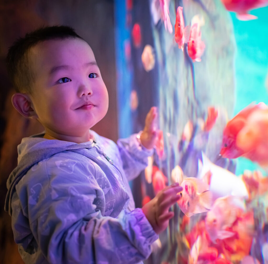 Little boy looking fish in the aquarium