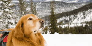 Season Start-Up: Key Risk and Safety Checks for Ski Operators